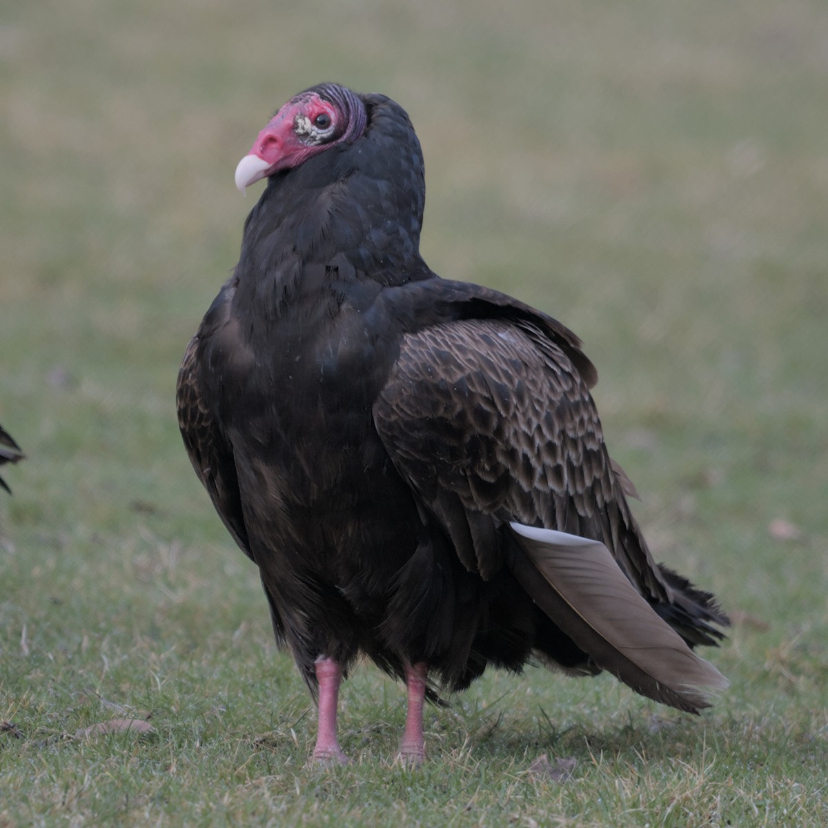 Turkey Vulture (Northern) - ML616785382