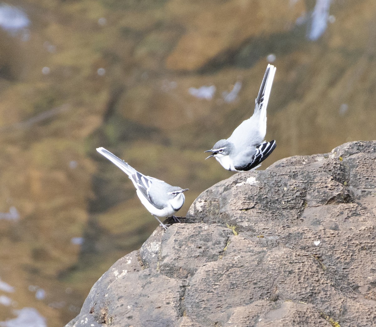 African Pied Wagtail - ML616785454