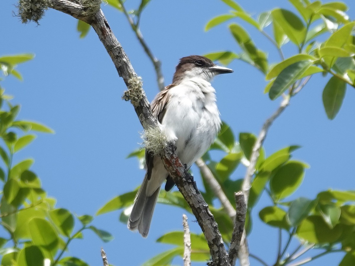 Loggerhead Kingbird (Puerto Rico) - Barry Reed