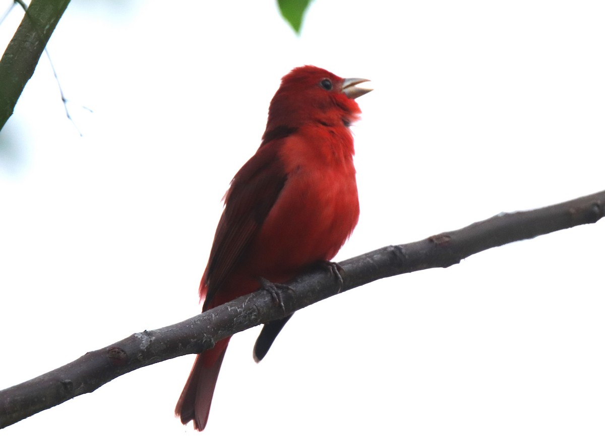 Summer Tanager - Ruth King