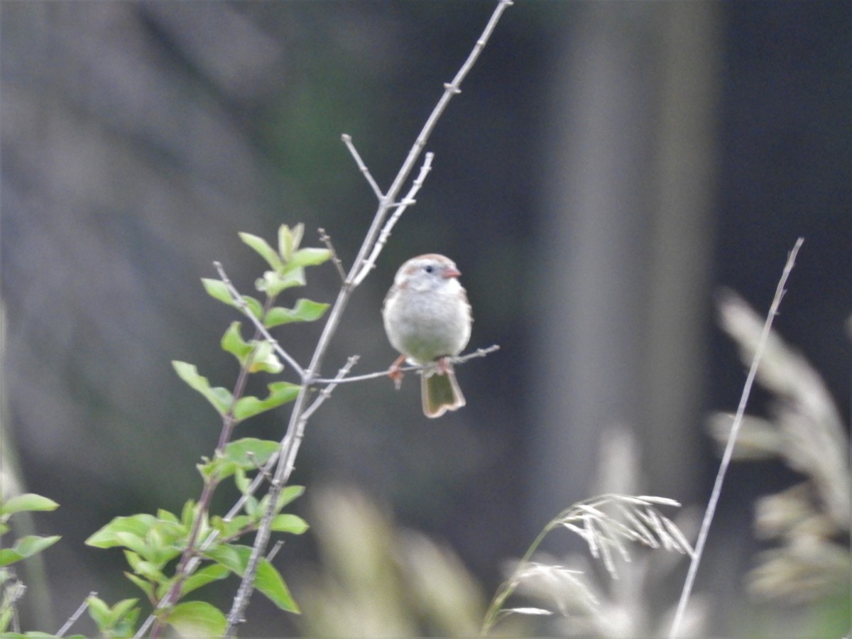 Field Sparrow - ML61678581