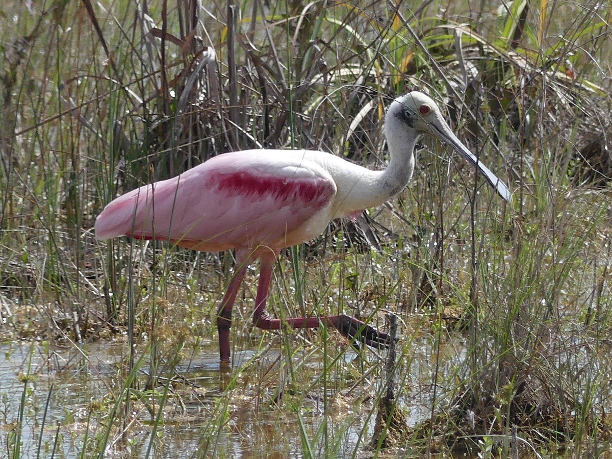 Ebird Checklist Apr Everglades Np Research Road Near