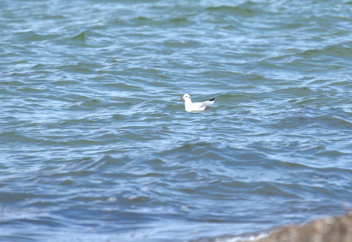 Mouette rieuse - ML616785902