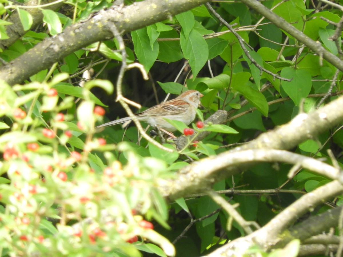 Field Sparrow - ML61678591