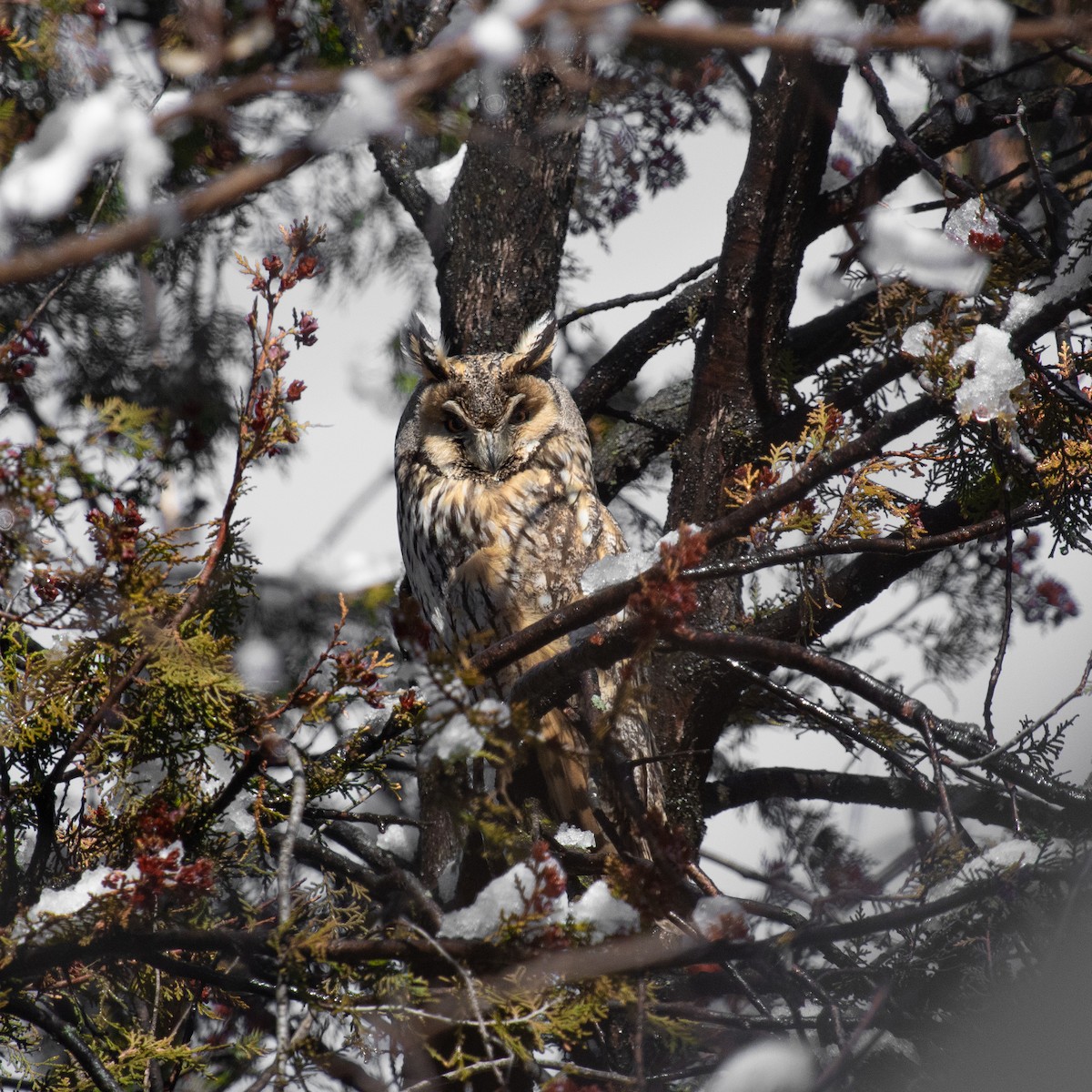 Long-eared Owl - ML616786142