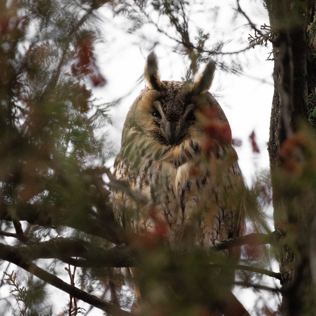 Long-eared Owl - ML616786144