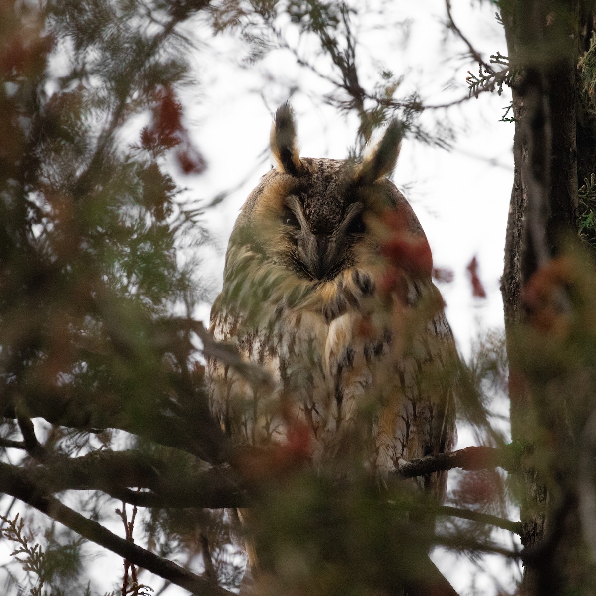 Long-eared Owl - ML616786145