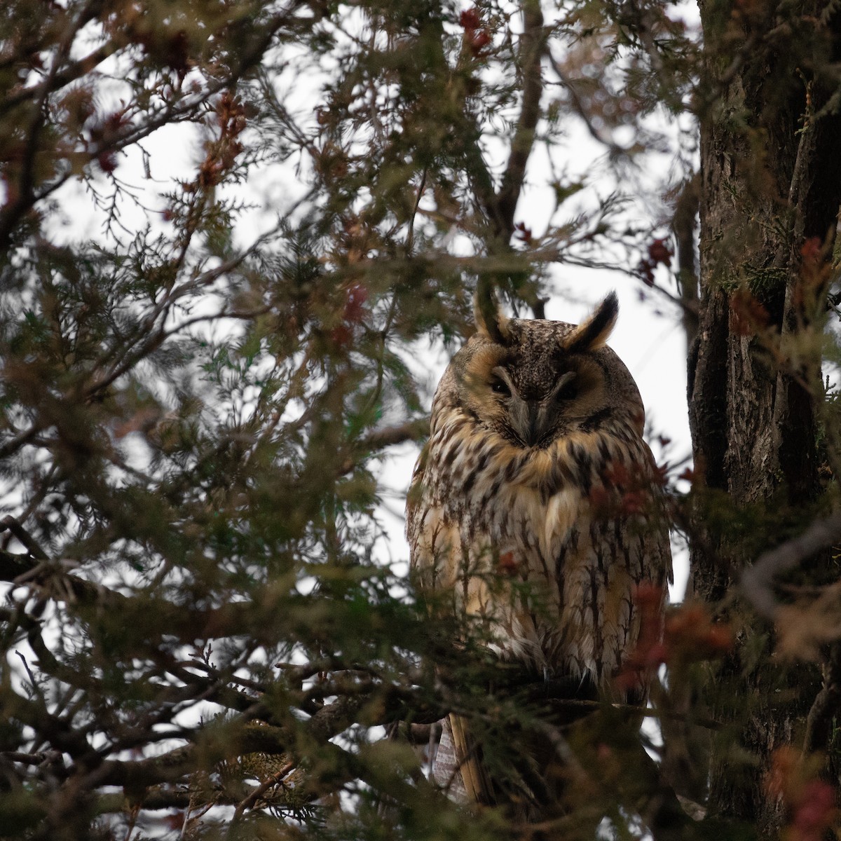 Long-eared Owl - ML616786146