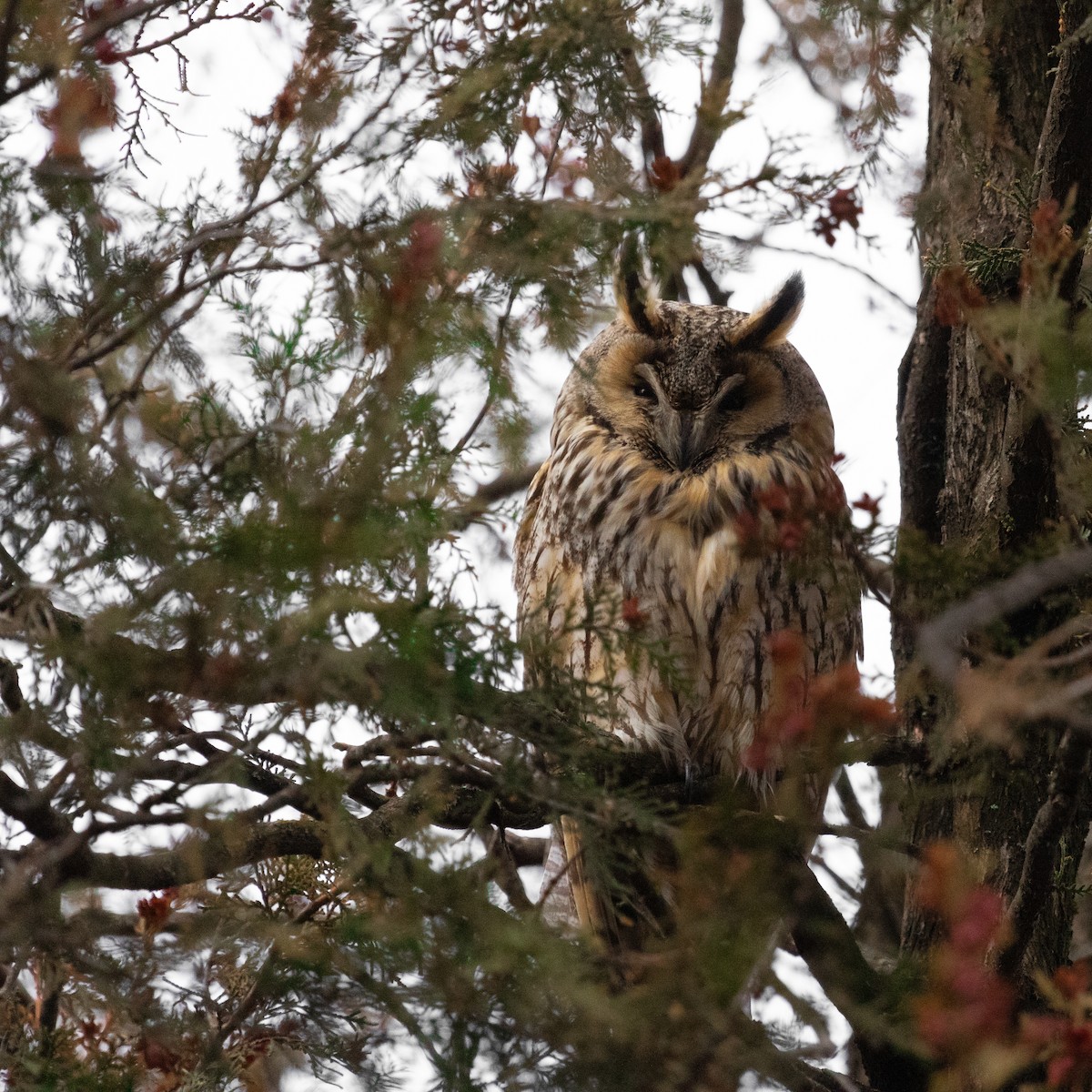 Long-eared Owl - ML616786147