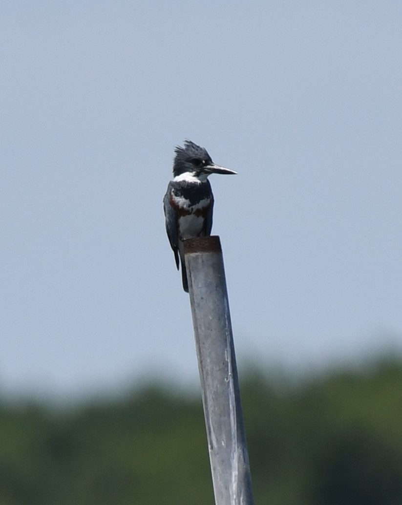Belted Kingfisher - ML616786473