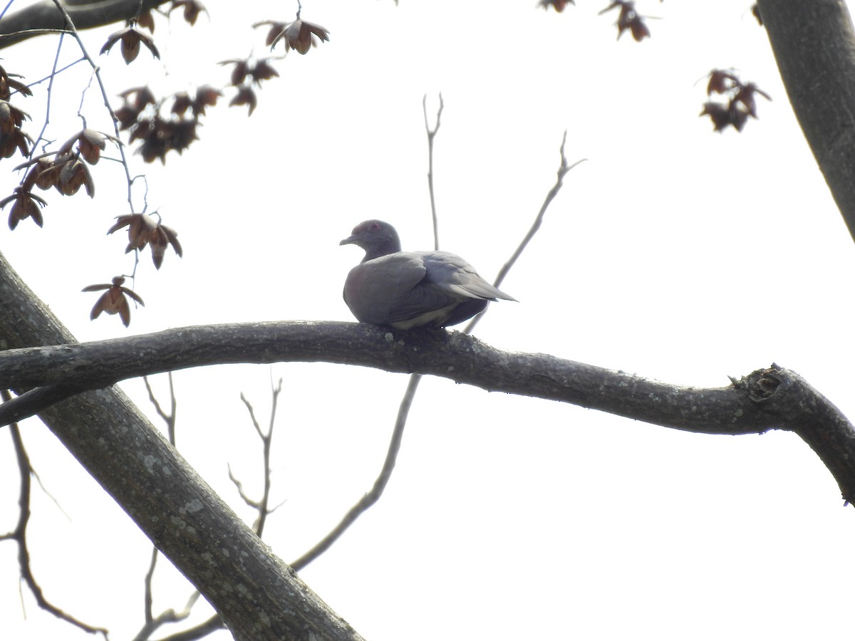 Pale-vented Pigeon - ML616786751