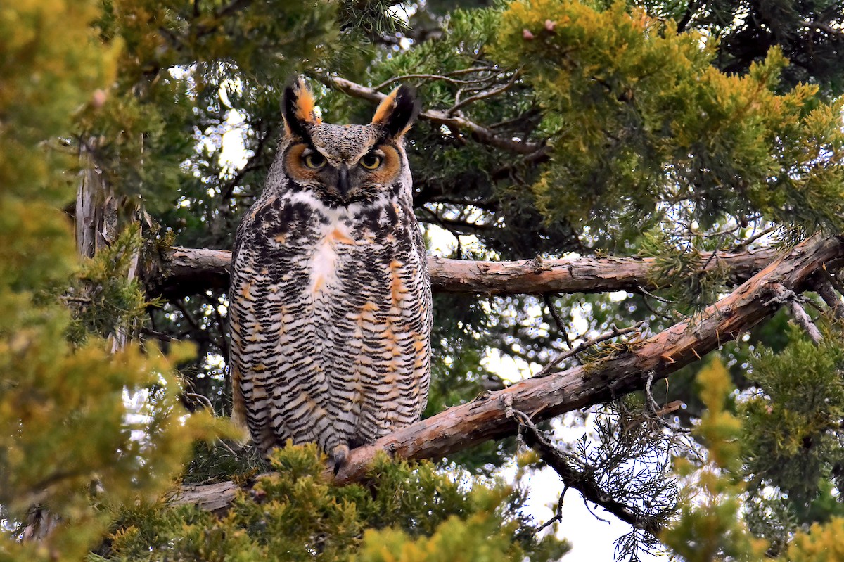 Great Horned Owl - ML616786790