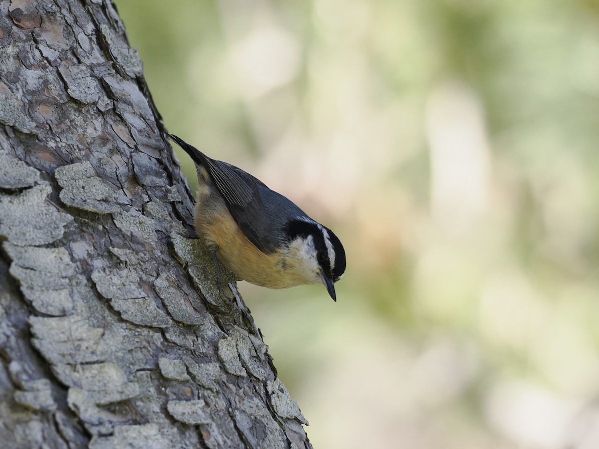 Red-breasted Nuthatch - ML616786844