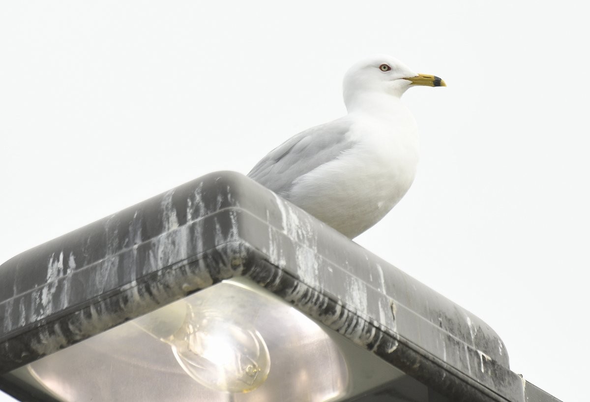 Ring-billed Gull - Gord Gadsden