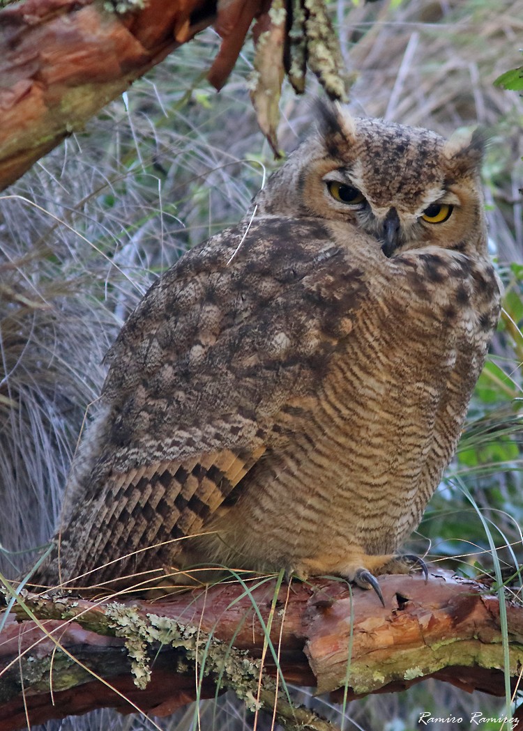 Lesser Horned Owl - ML616786920