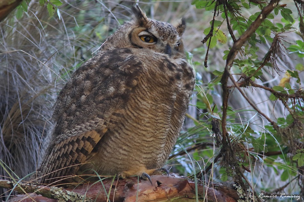 Lesser Horned Owl - ML616786921