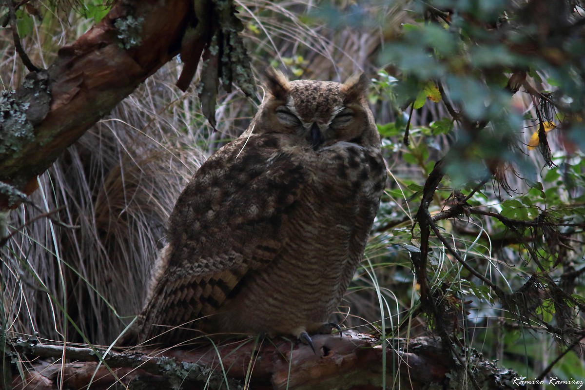 Lesser Horned Owl - ML616786922