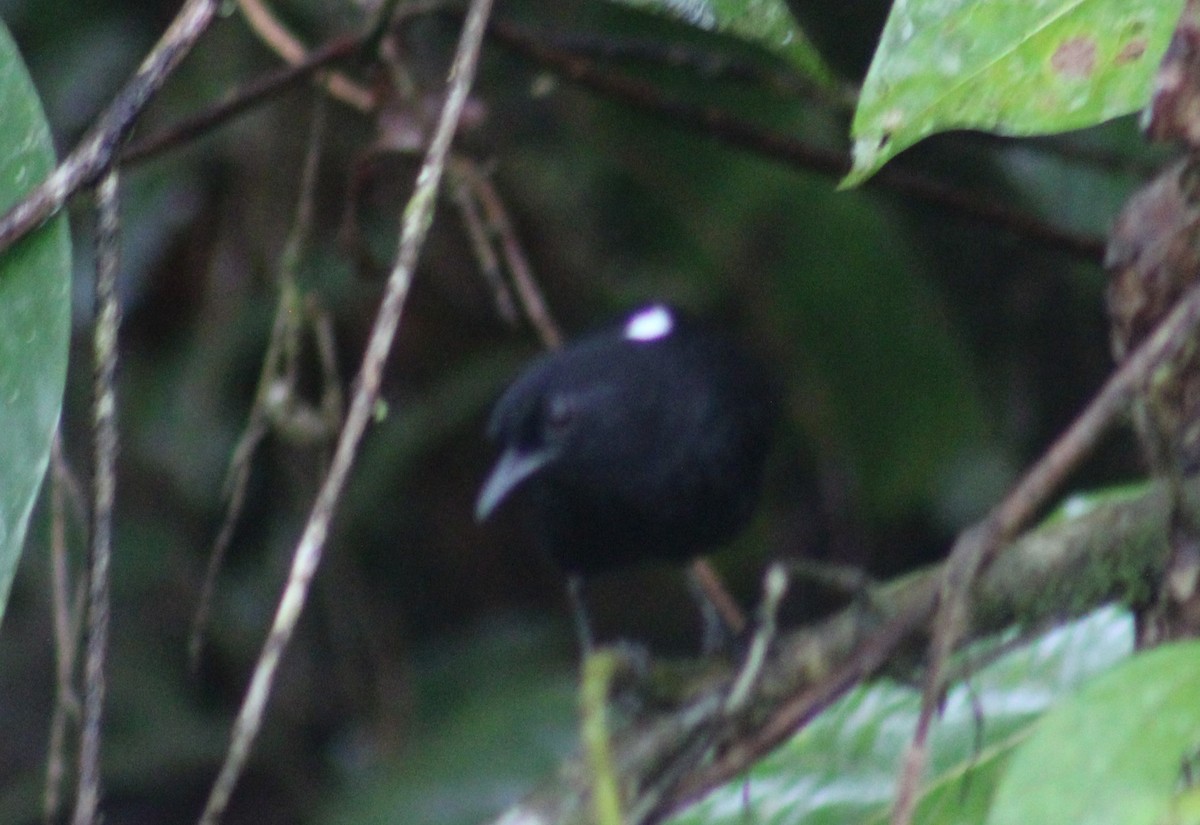 Stub-tailed Antbird - ML616786938