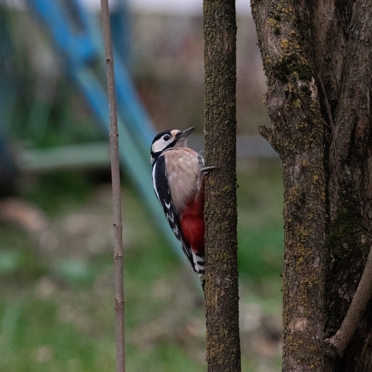 Great Spotted Woodpecker - ML616786967