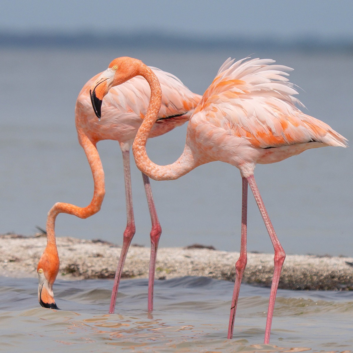 Amerika Flamingosu - ML616786995