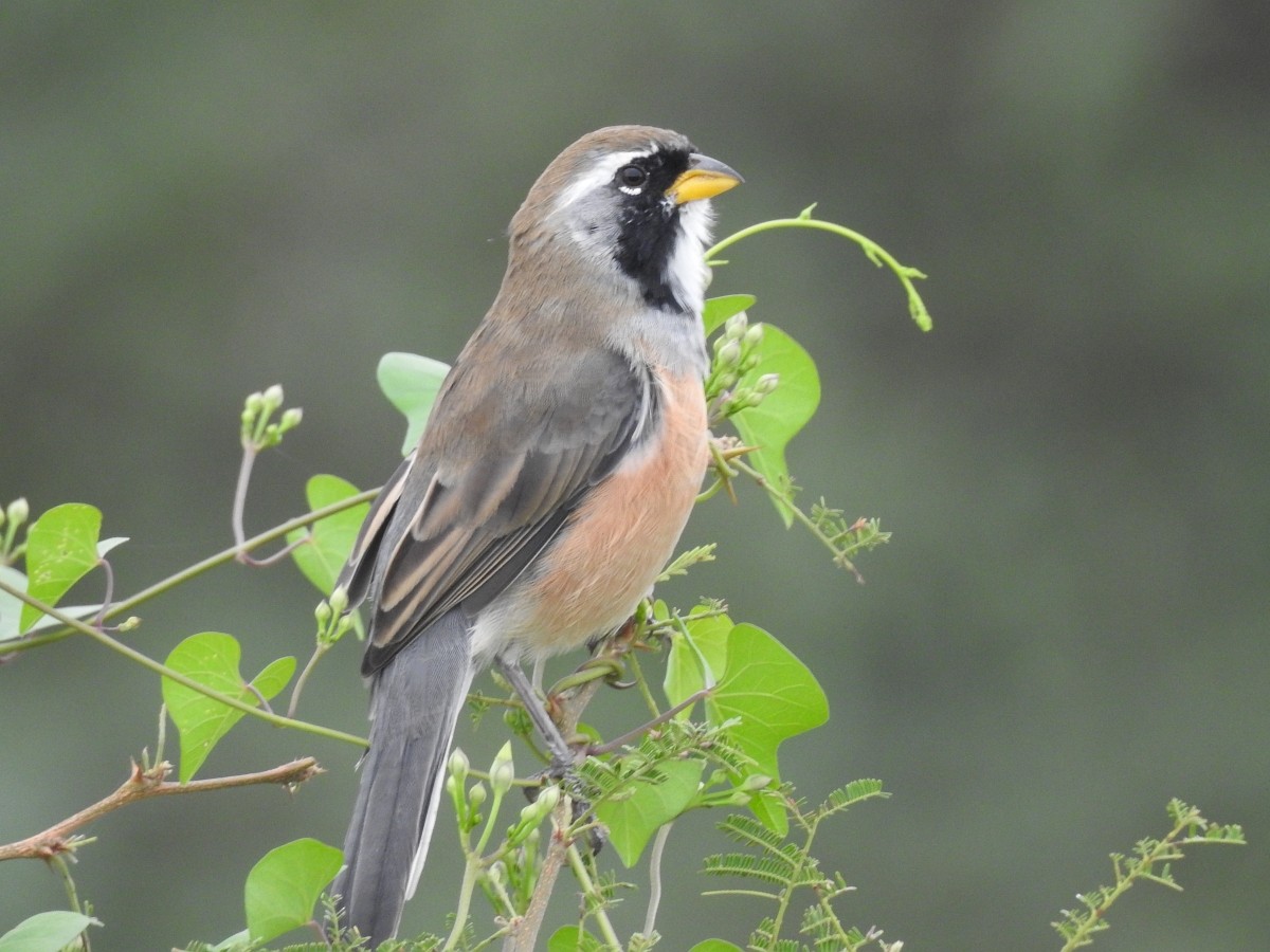 Many-colored Chaco Finch - Maximiliano Sager