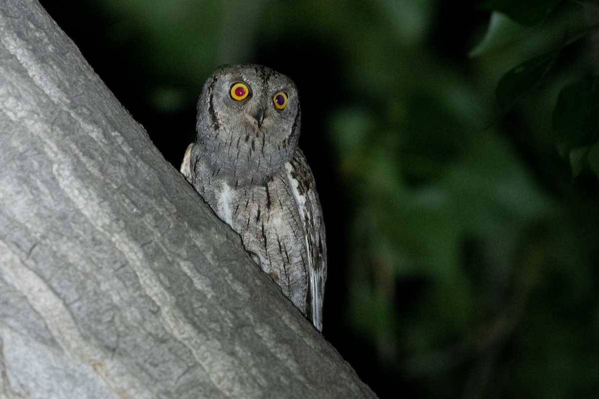 Eurasian Scops-Owl - Grigory Evtukh
