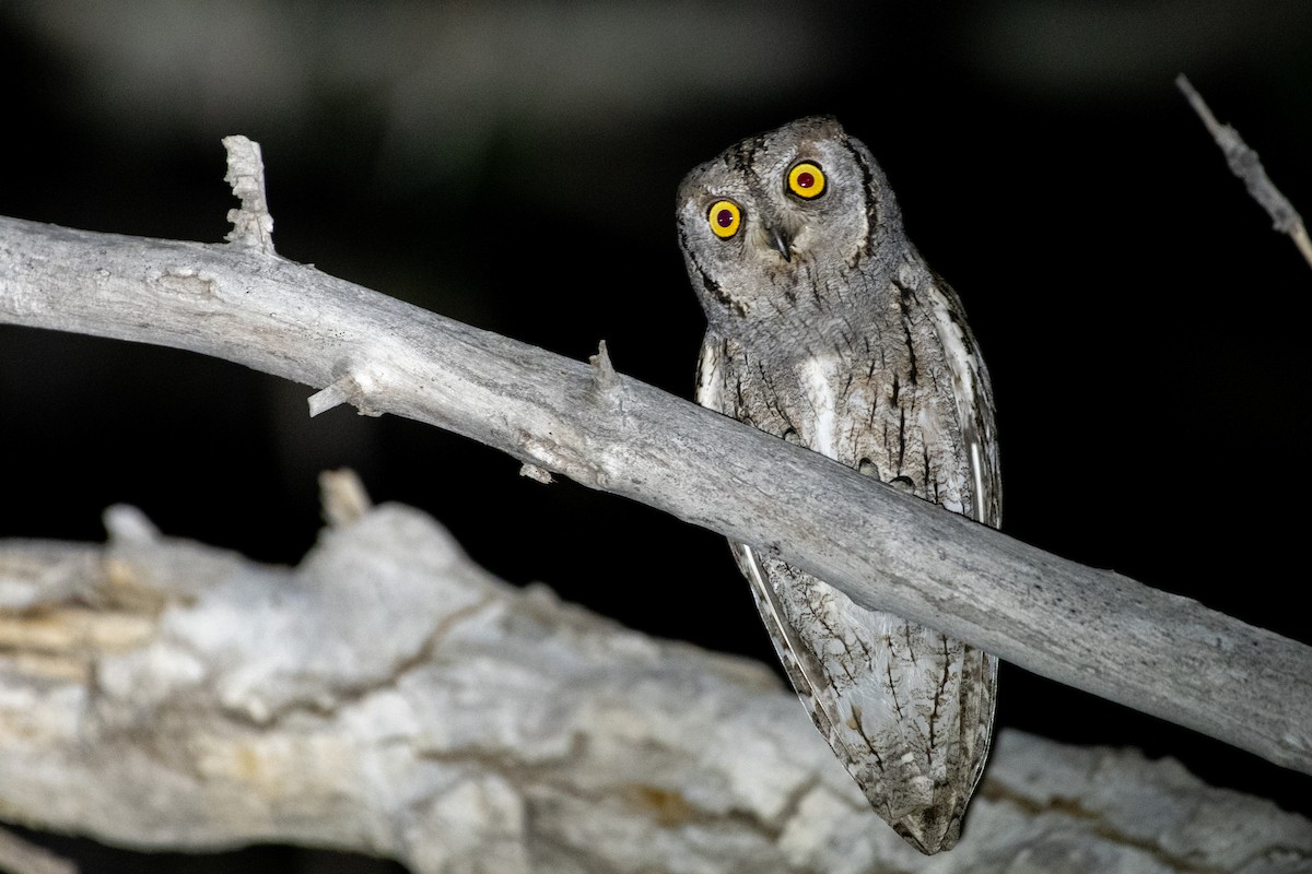 Eurasian Scops-Owl - ML616787078