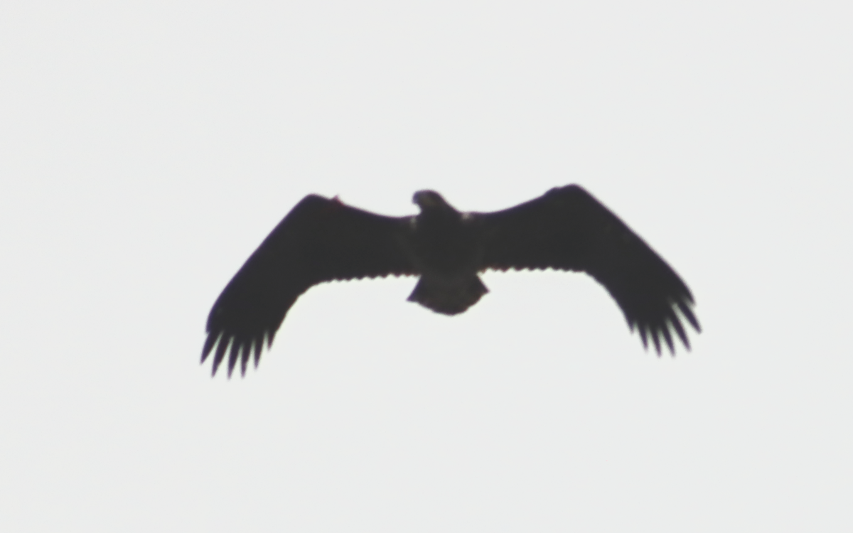 White-tailed Eagle - ML616787096