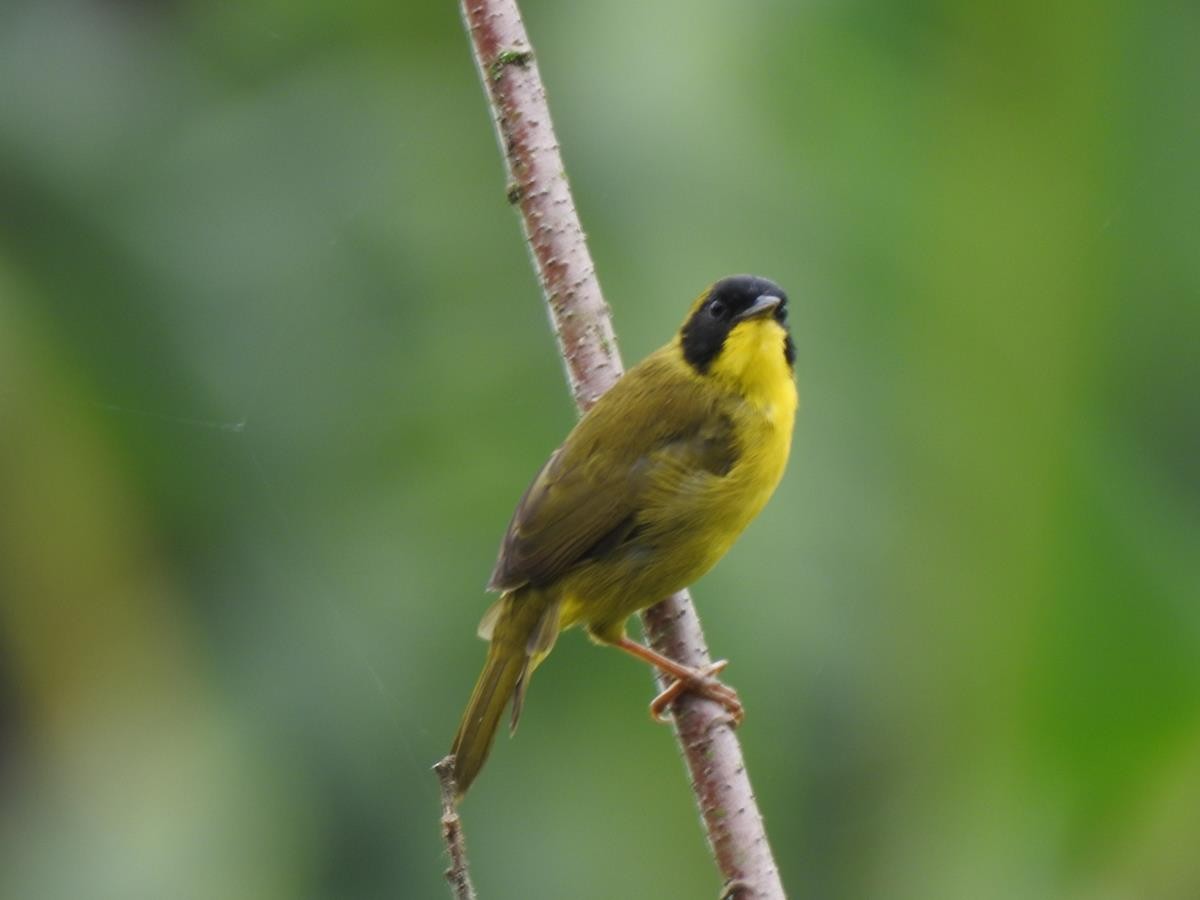 Olive-crowned Yellowthroat - ML616787100