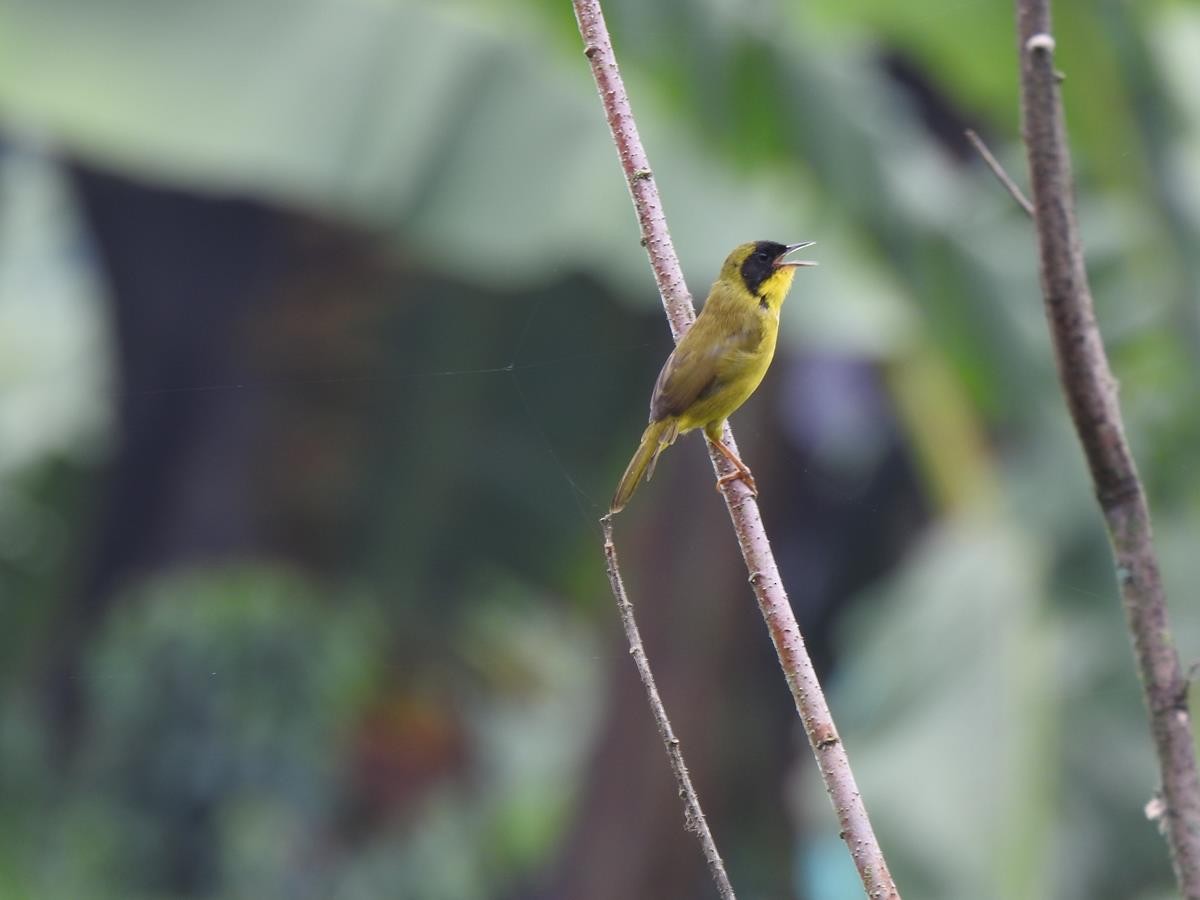 Olive-crowned Yellowthroat - ML616787101