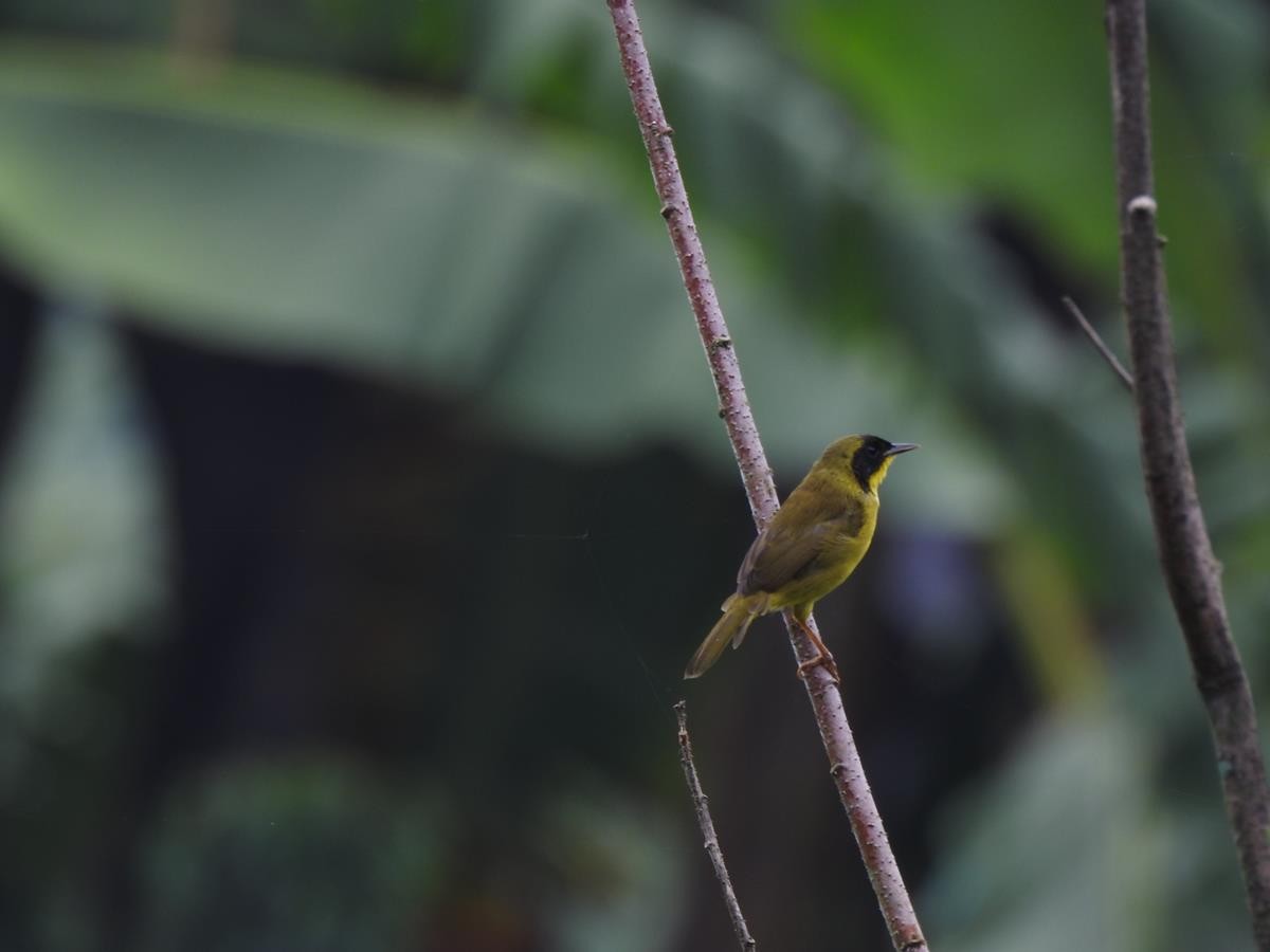 Olive-crowned Yellowthroat - ML616787102