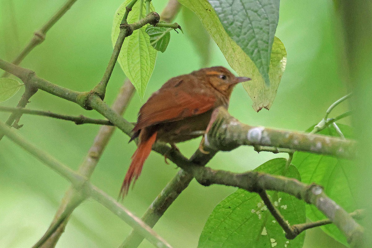 Ash-browed Spinetail - ML616787172