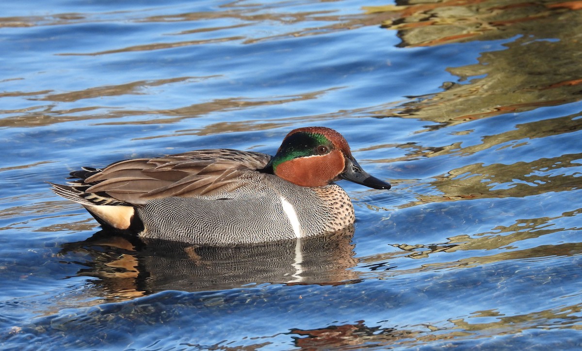 Green-winged Teal - ML616787250