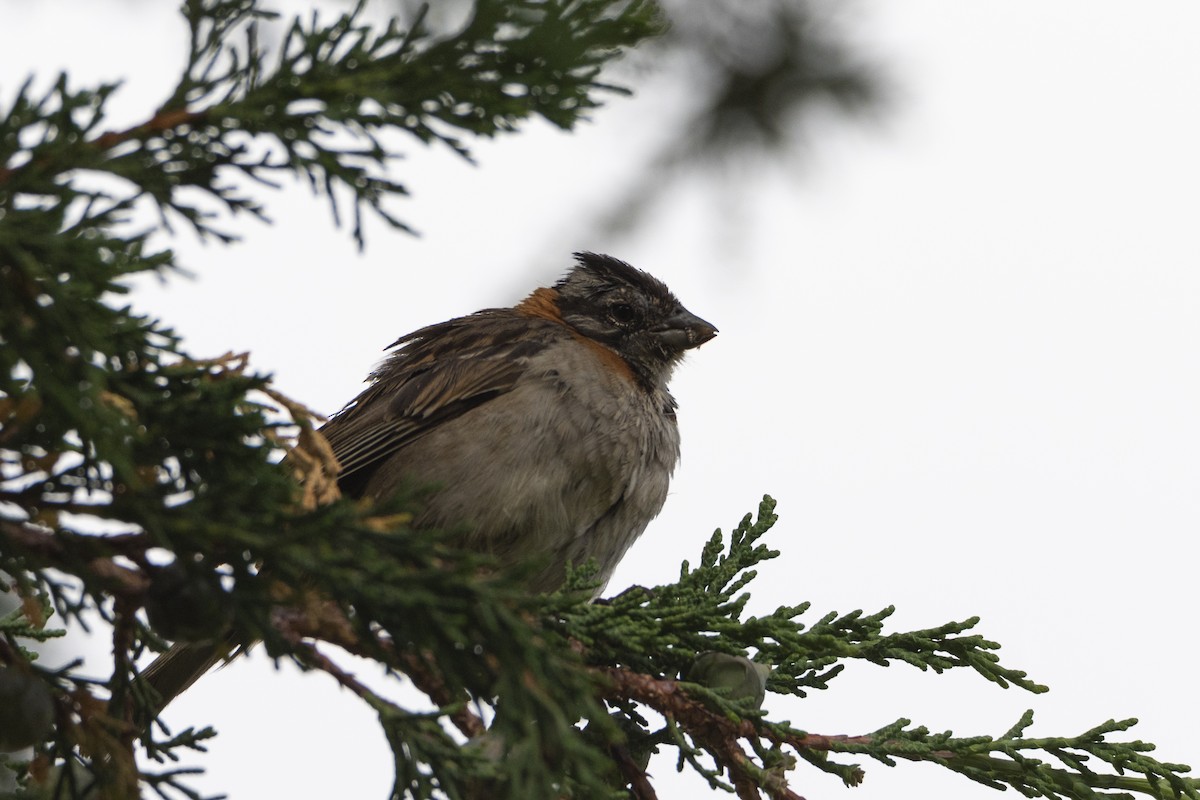 Rufous-collared Sparrow - ML616787279