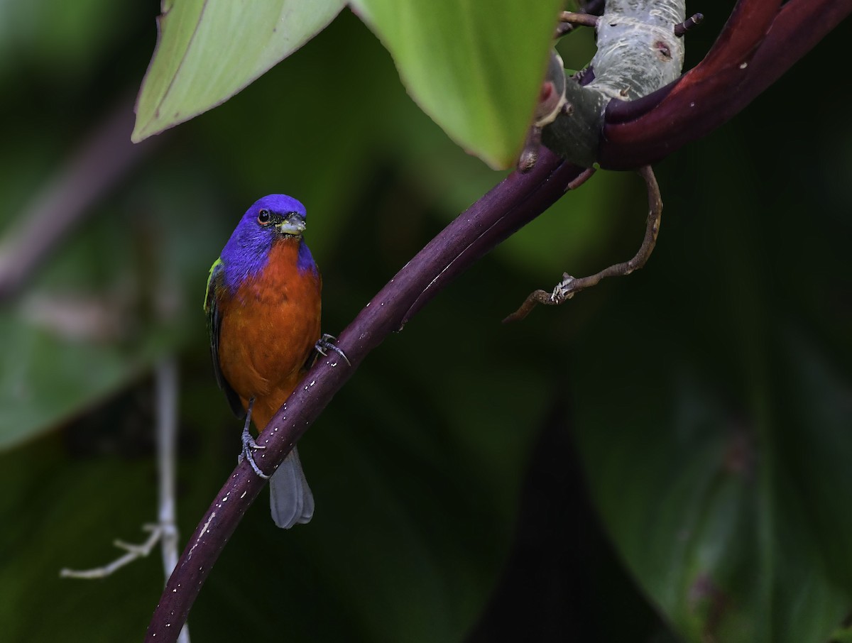 Painted Bunting - ML616787350