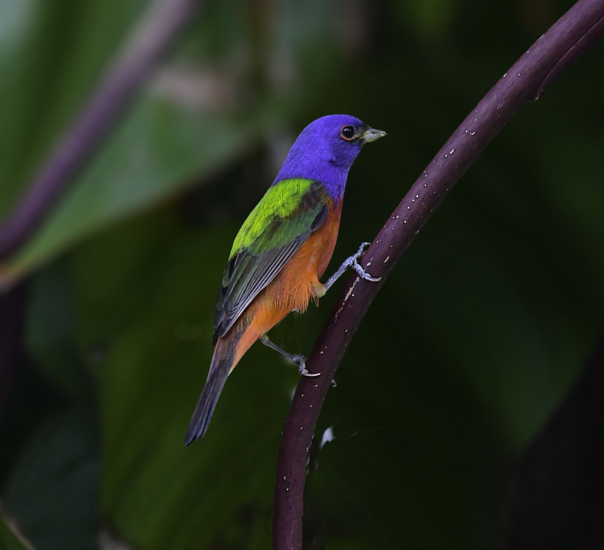 Painted Bunting - ML616787351
