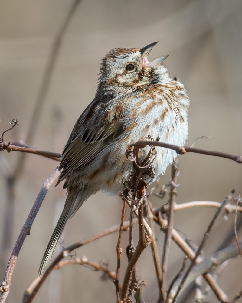 Song Sparrow - Andy Wilson