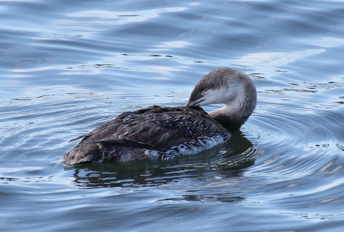 Red-throated Loon - ML616787370
