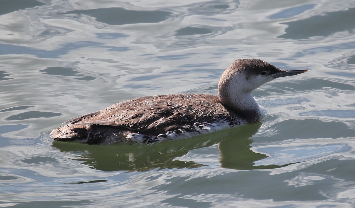 Red-throated Loon - ML616787372