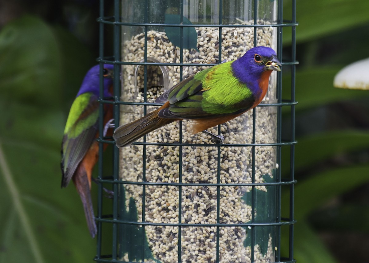 Painted Bunting - ML616787378