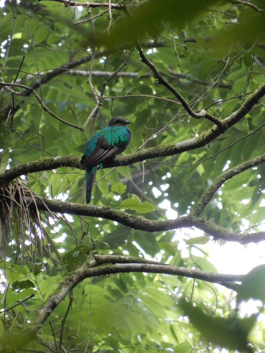 Quetzal Guatemalteco - ML616787489