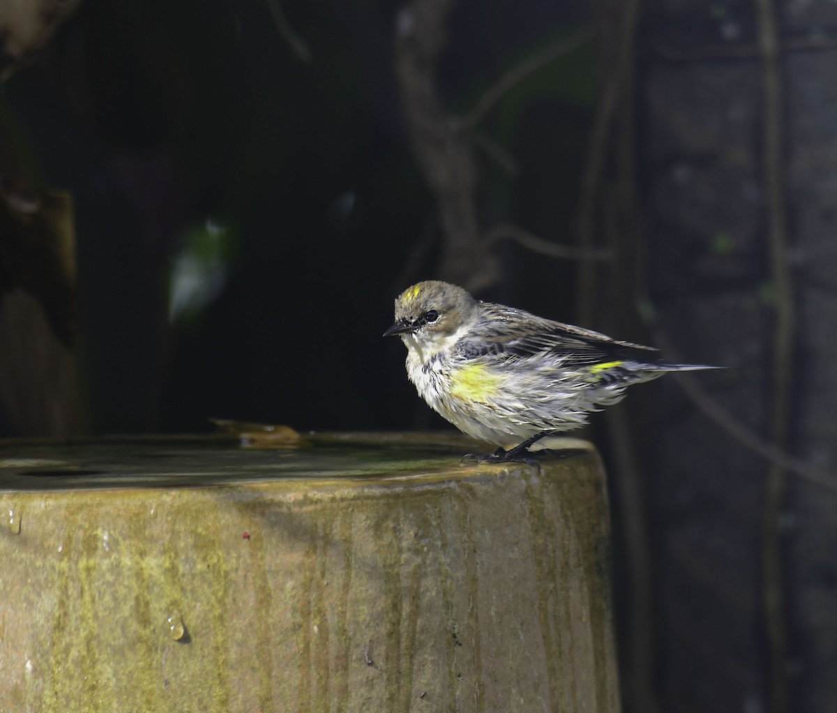 Yellow-rumped Warbler - Homer Gardin
