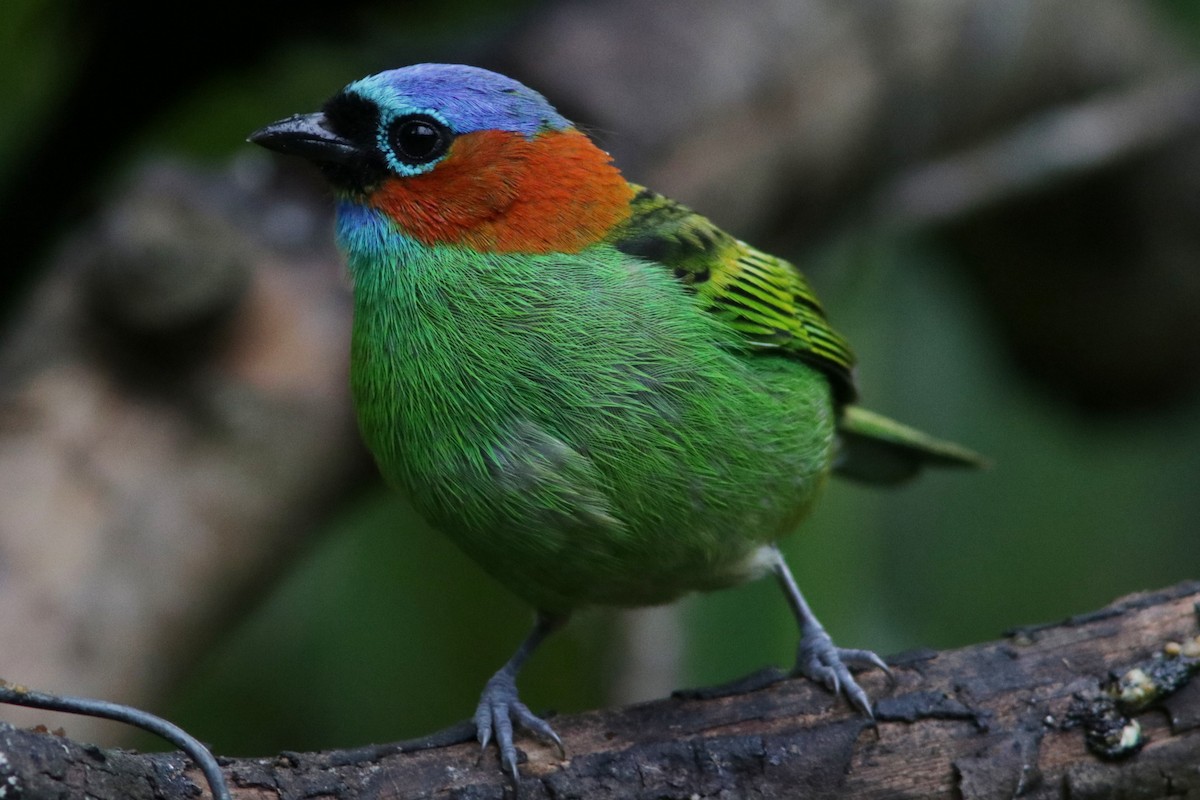 Red-necked Tanager - ML616787625