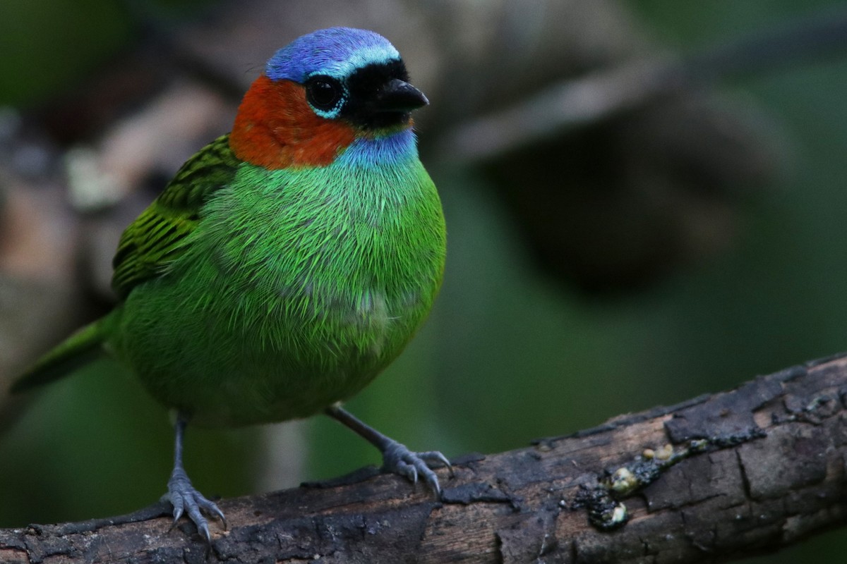 Red-necked Tanager - Richard Dunn
