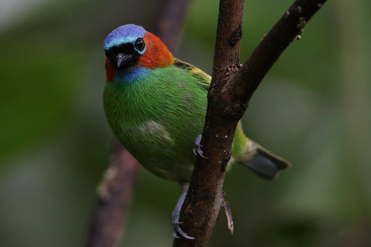 Red-necked Tanager - ML616787628