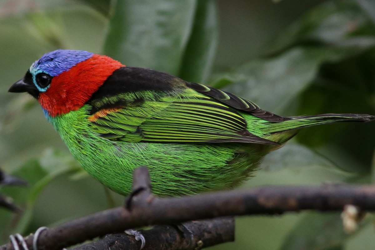 Red-necked Tanager - ML616787629