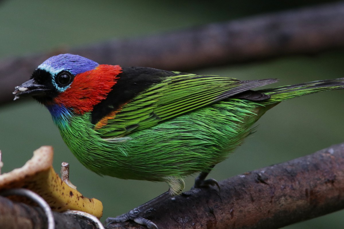 Red-necked Tanager - ML616787630