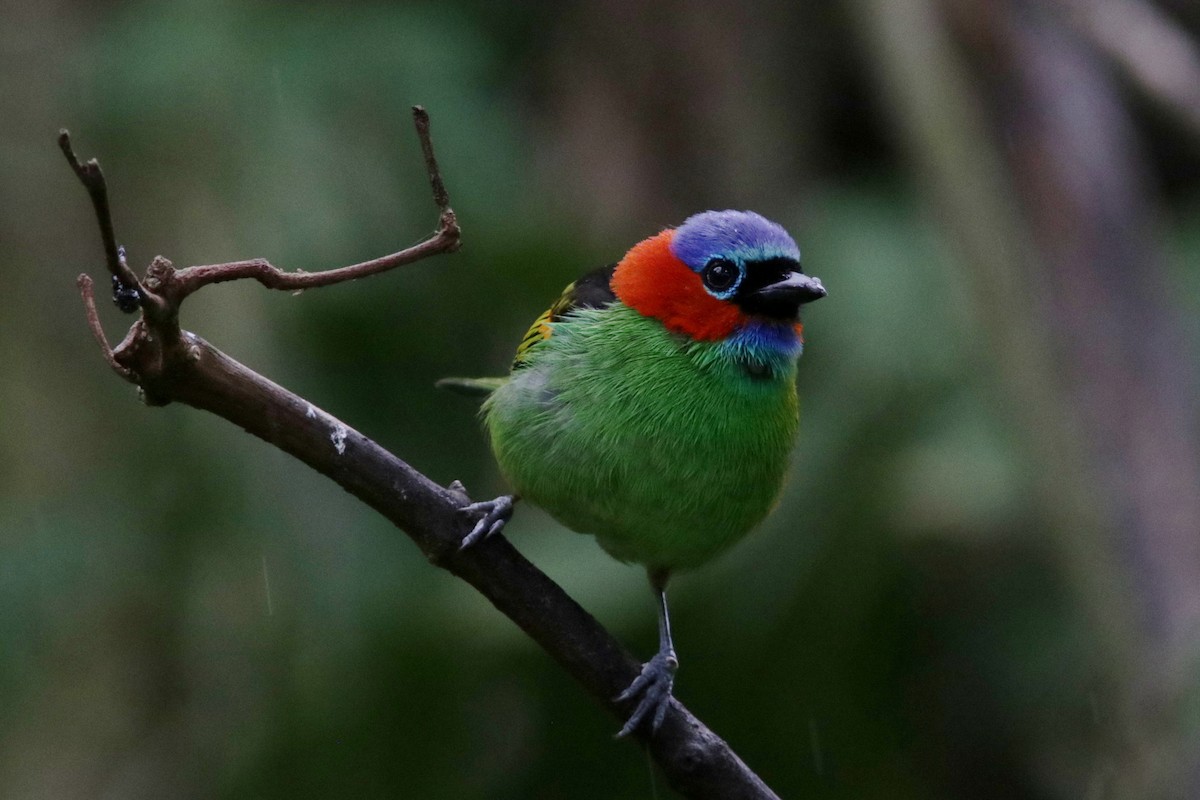 Red-necked Tanager - ML616787631