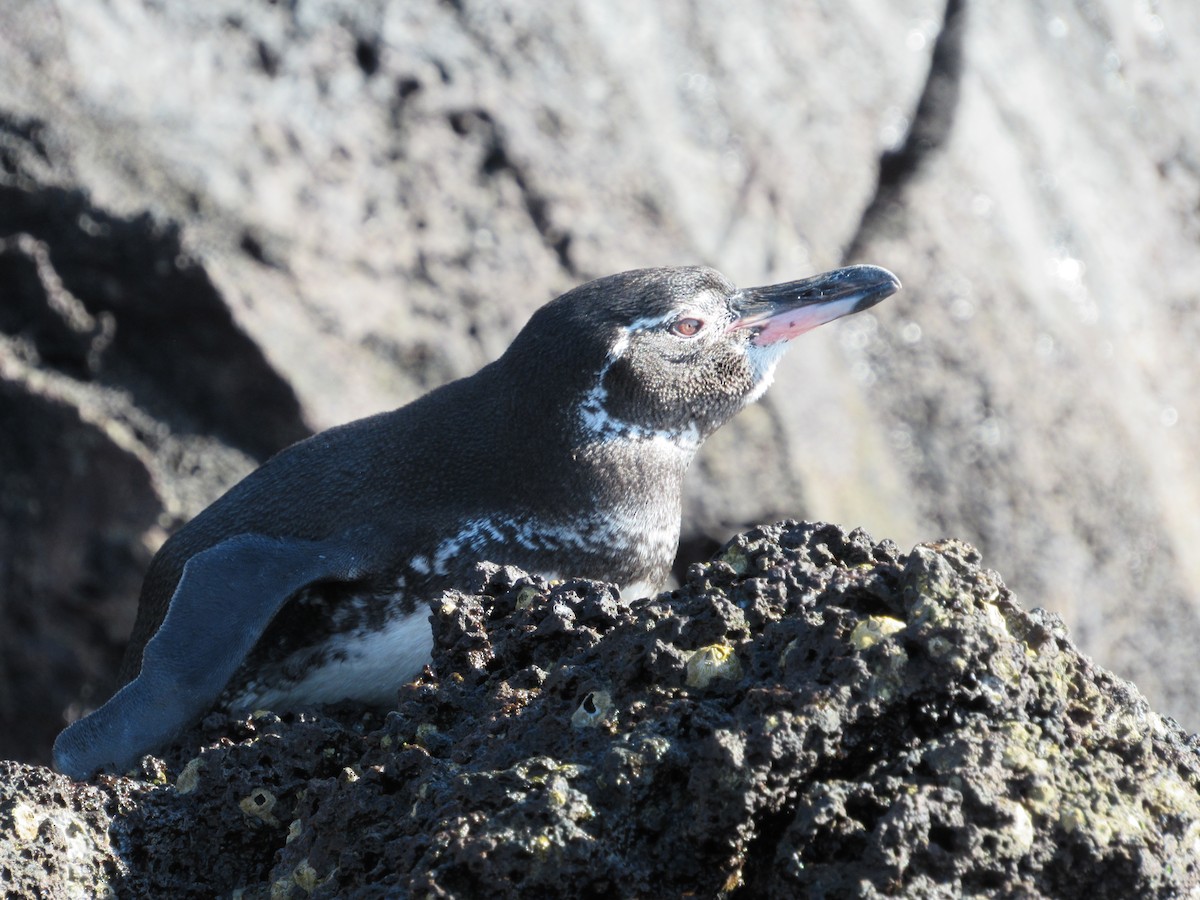Galapagos Penguin - Sally Bergquist