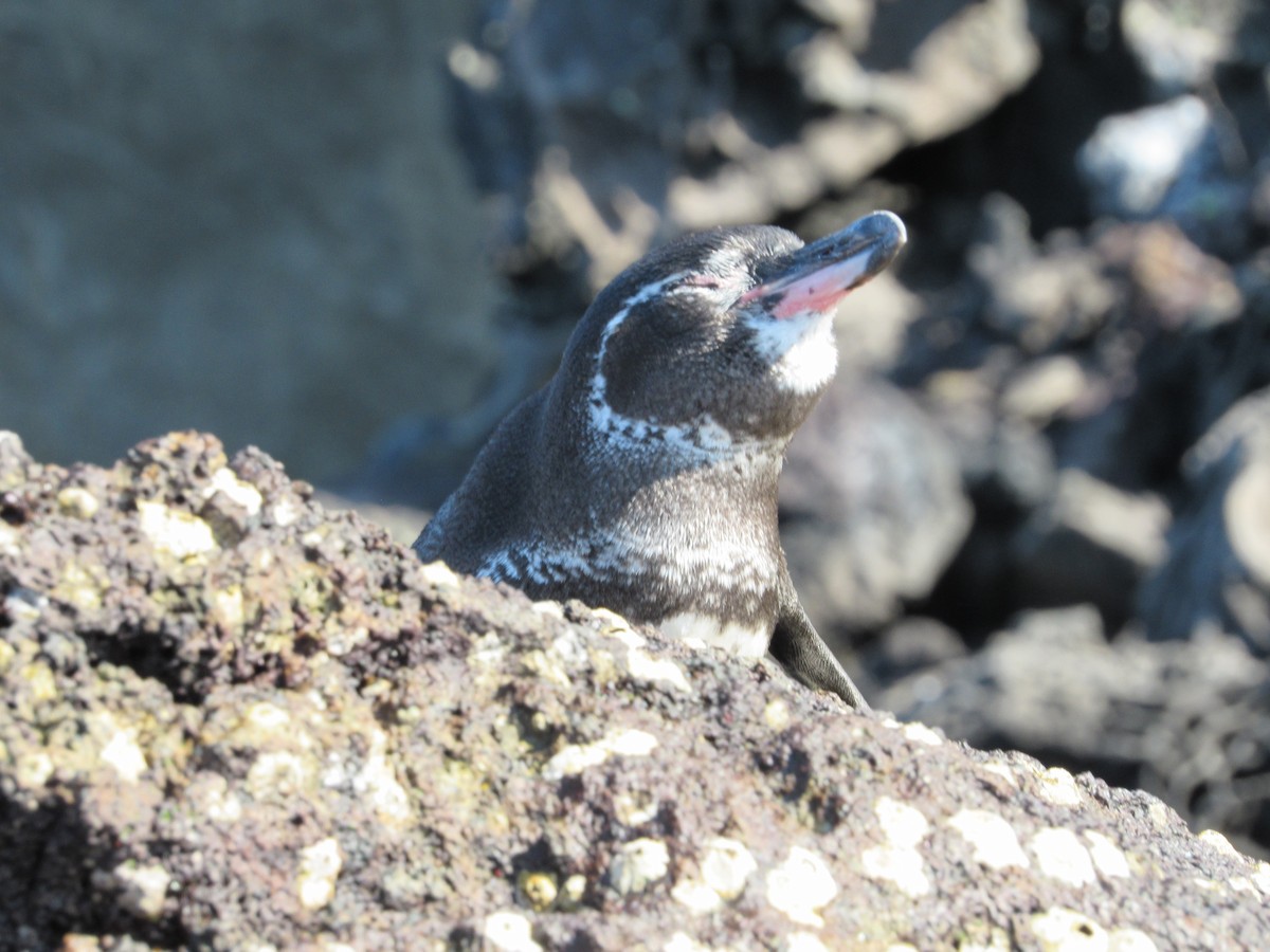 Galapagos Penguin - Sally Bergquist